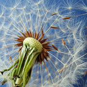 Dandelion: Diuretic and Weight Loss Benefits