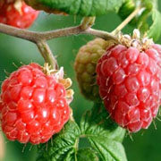 Raspberry Ketones: A Quick Guide