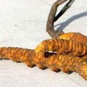Cordyceps: Benefits, Dosage, Side Effects and Supplements
