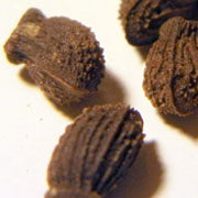 GLA (Gamma Linolenic Acid)