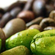 Green Coffee Bean Extract