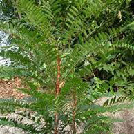 Tongkat Ali (Eurycoma longifolia) Side Effects