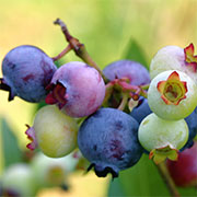 Pterostilbene 