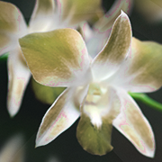 Eria Jarensis: A Comprehensive Overview