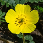 Tribulus Side Effects