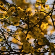 Acacia Rigidula: Origin, Benefits, Side Effects & Legal Status