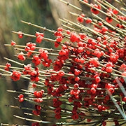 Ephedra