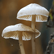 Mushroom Magic: The Rise of Mushroom Extracts