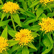 Golden Root: Your Guide to Rhodiola Rosea