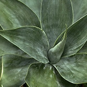 Agave