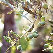 Olive Leaf