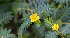 Tribulus